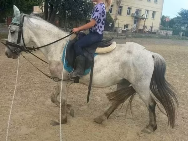 公马, Horses