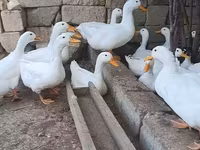 Német Pekin — 3. fotó