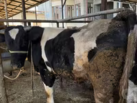 公牛, Russian Black pied cattle — 照片 3