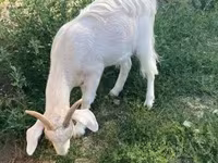 Koza, Boer goat — foto 4