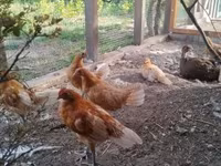 Chickens — foto 2