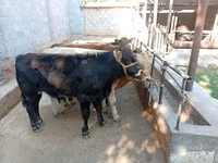 Bulle, Swiss cattle — Foto 7
