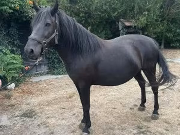 Kanca, Hucul pony