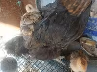 Chickens — 照片 2