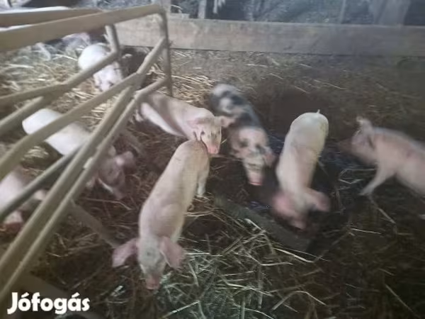 Sow, Pigs