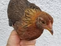 Chickens — photo 1