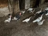 Turkeys — 2-сурет