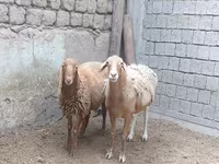 भेड़, भेड़ — फ़ोटो 2
