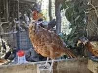 Guinea fowl — photo 2
