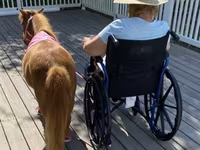 Mare, Miniature horse — photo 5