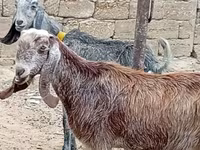 Ziege, Damask goat — Foto 2