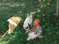 Japanisches Bantam — Foto 1