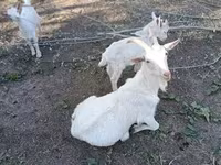 Ziege, Saanen goat — Foto 3