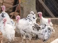 Turkeys — foto 4