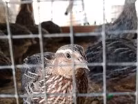 Quails — 照片 2
