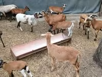 母羊, Cameroon sheep — 照片 1
