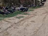 Turkeys — photo 6