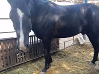 Hing, Friesian sport horse — 2. fotó