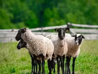 Kos, Romanov sheep — 2. fotó