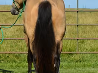 घोड़ा, Gypsy horse — फ़ोटो 7