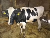 ثور, Simmental cattle — الصورة 2