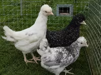 Chickens — फ़ोटो 5
