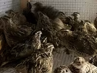 एस्टोनियन — फ़ोटो 4