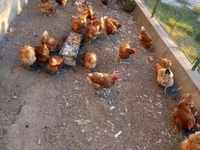 Chickens — 1. fotó