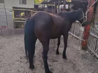 Yegua, Caballos — foto 5