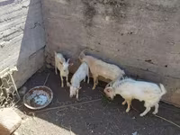 बकरा, बकरियाँ — फ़ोटो 1