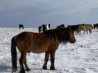 Hing, Mugalzhar horse — 8. fotó