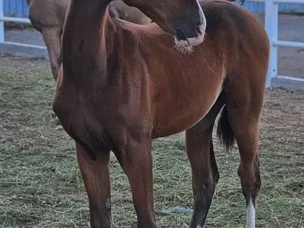 Hing, Akhal-Teke