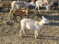 公羊, Cameroon sheep — 照片 4