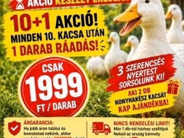 Ducks — Węgry