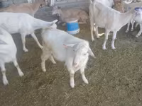 Kozioł, Saanen goat — zdjęcie 6