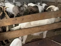 Chèvre, Saanen goat — photo 4