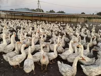 Geese — फ़ोटो 6