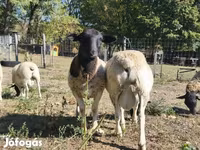 Kos, Dorper sheep — 3. fotó