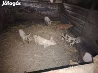Schweine (Partie, Geschlecht nicht angegeben), Schweine — Foto 2