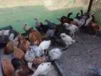 Chickens — फ़ोटो 6