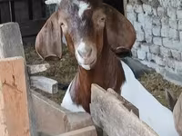 बकरा, Boer goat — फ़ोटो 7