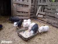 नर सूअर, Вьетнамская вислобрюхая — फ़ोटो 7
