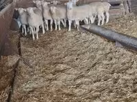 公羊, Sheep — 照片 2