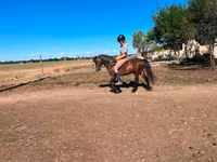 Cheval, Chevaux — photo 4