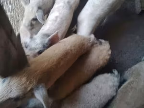 公猪, Pigs — 匈牙利