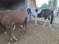 Kůň, Koně — foto 3