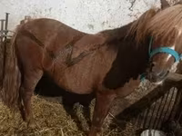 公马, Horses — 照片 6