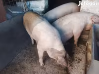 Pigs (batch, sex not specified), Pigs — photo 3