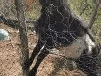 公山羊, Pomellata goat — 照片 3