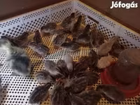 Chickens — الصورة 1